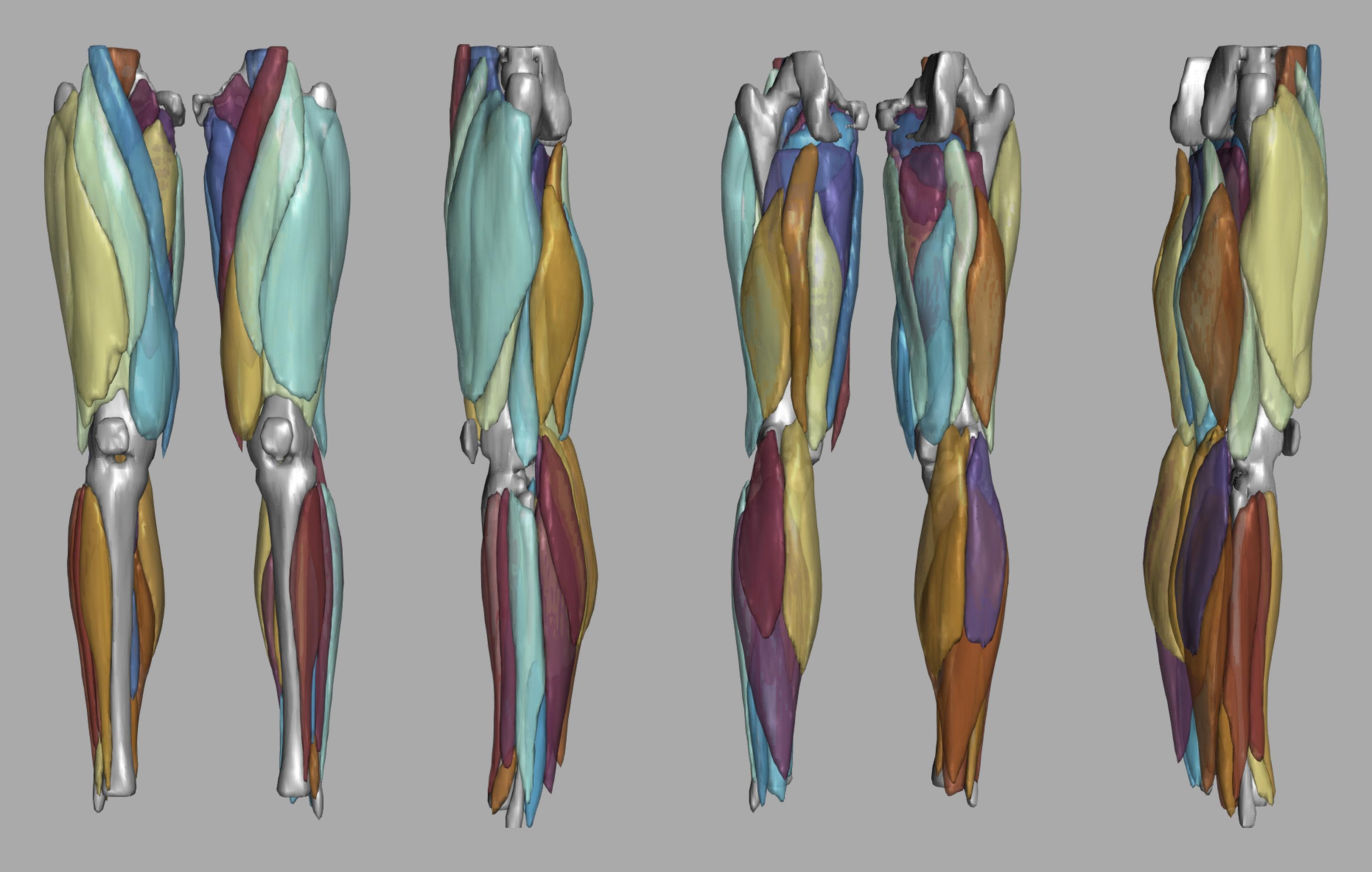 3D render of automated muscle segmentation labels generated using a CNN UNET.